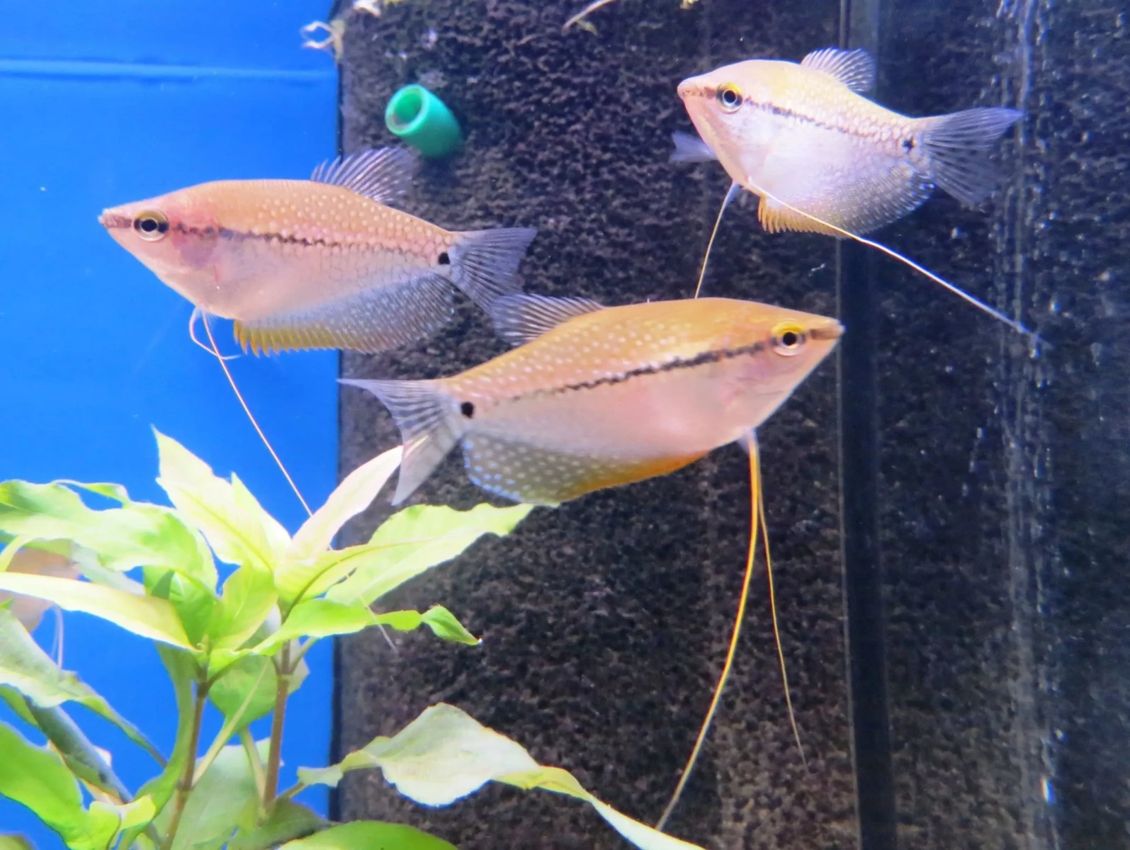 Pearl-Gourami 14