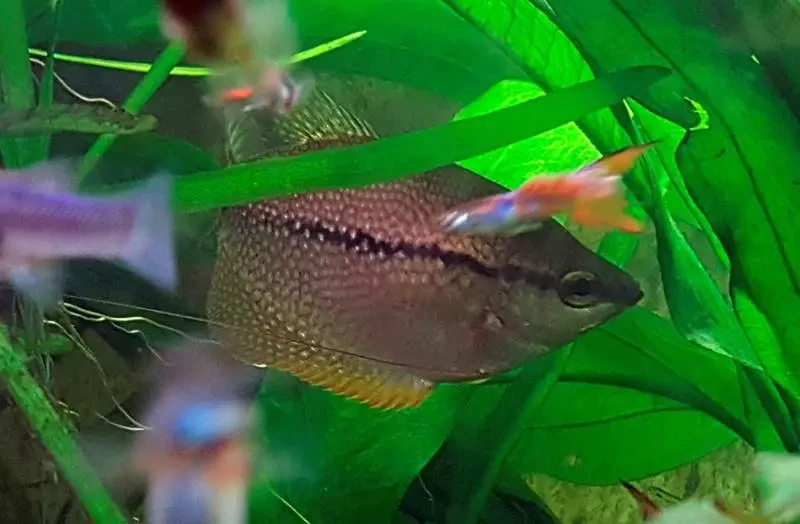 Pearl-Gourami 15