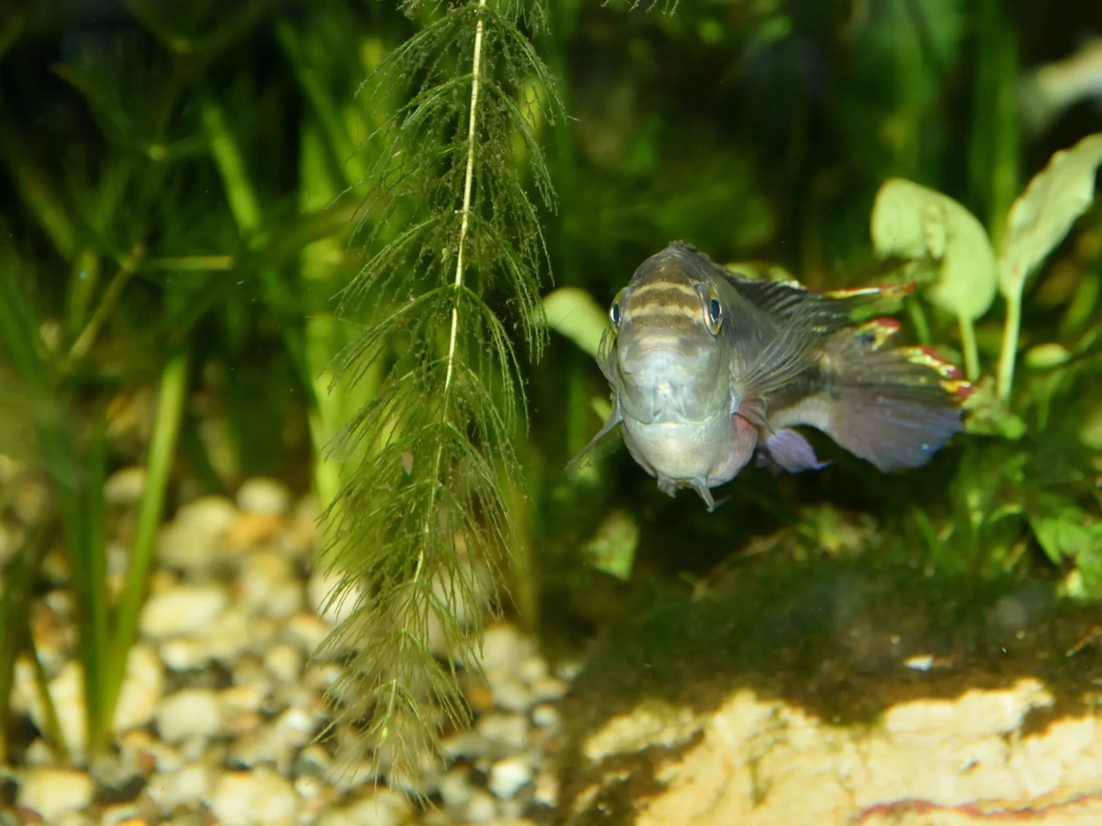 Kribensis, le cichlidé qui cache un arc-en-ciel sous son ventre