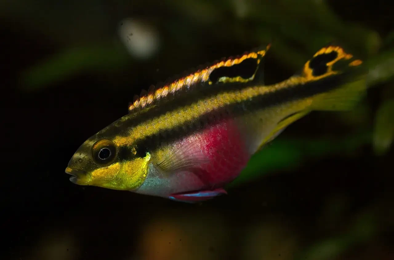 Pelvicachromis