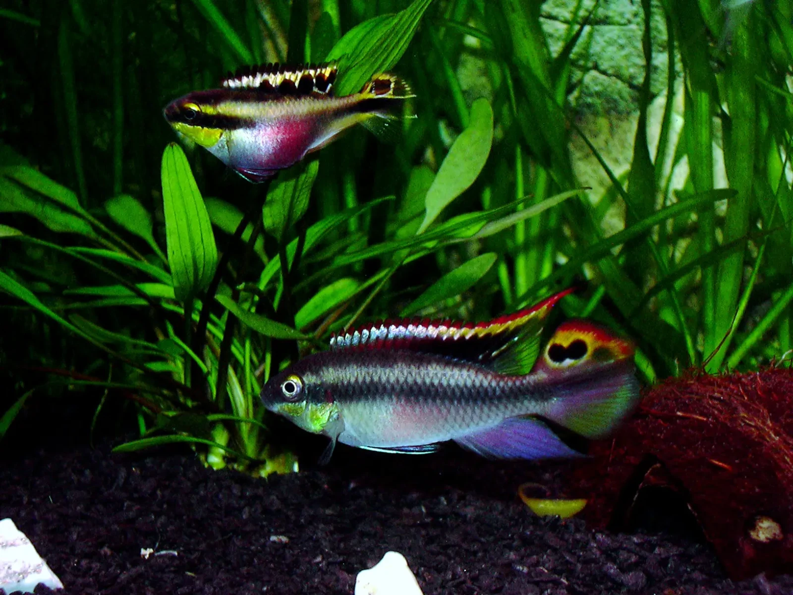 Pelvicachromis