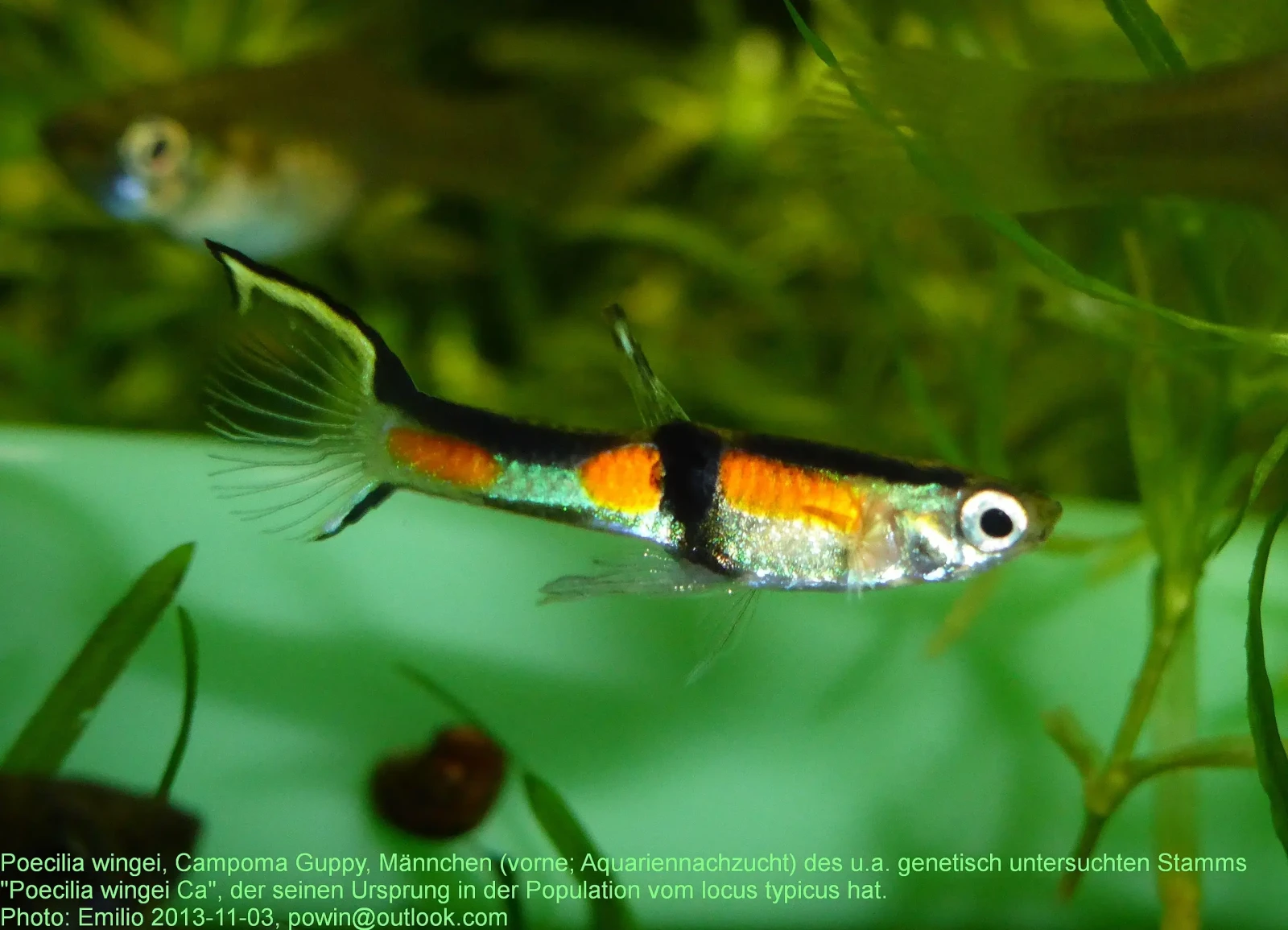 Guppy d'Endler : le petit joyau vénézuélien