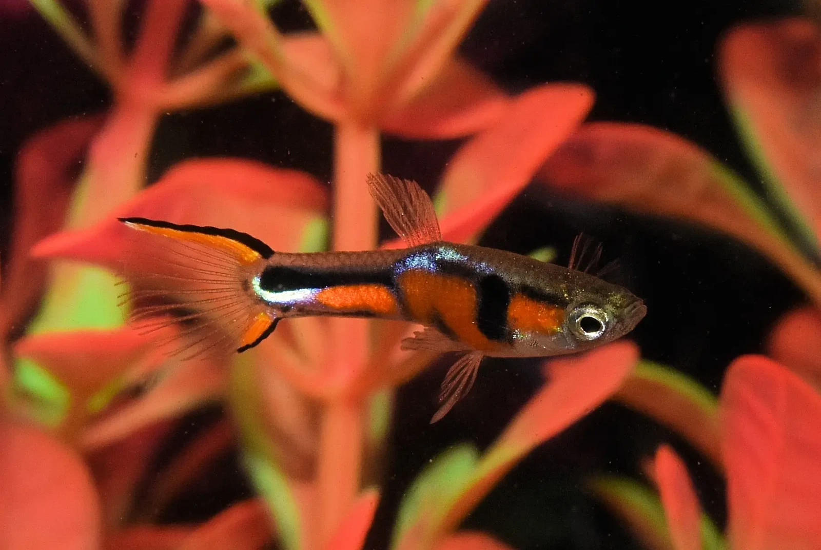 Guppy d'Endler