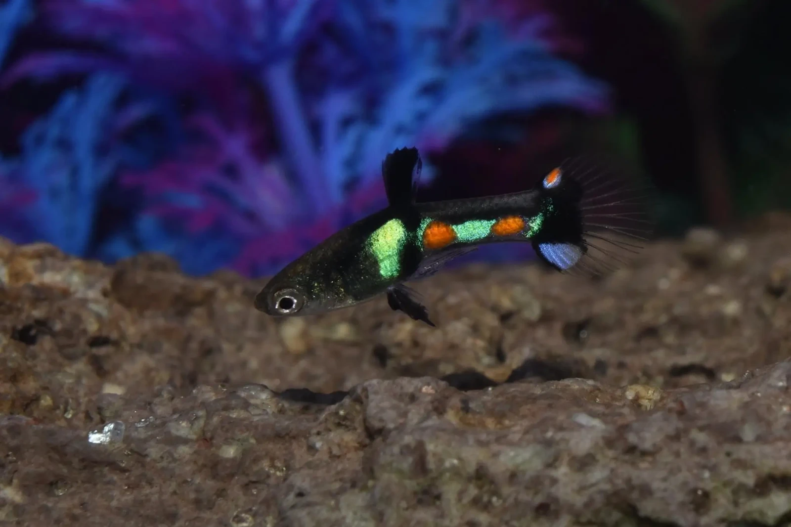 Guppy d'Endler