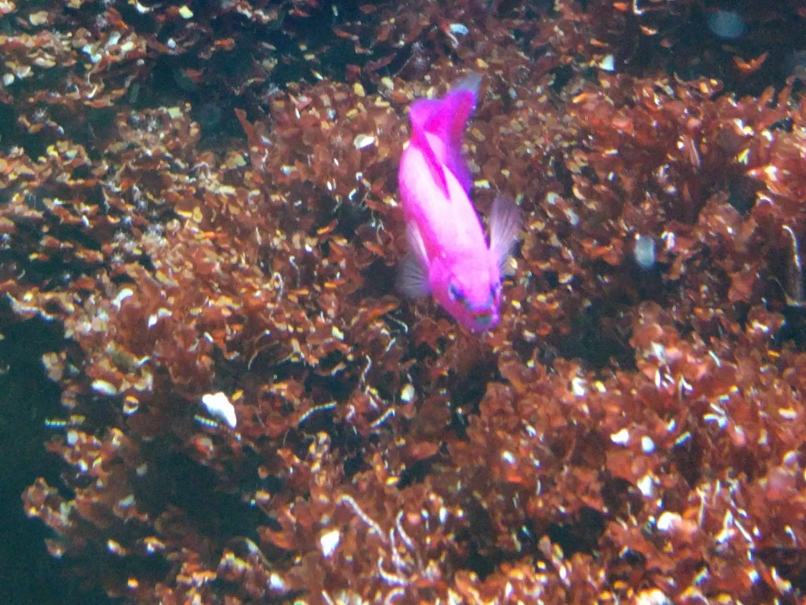 Pseudochromis-Fridmani 01
