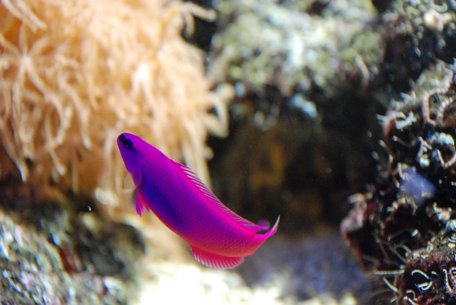Pseudochromis-Fridmani 02
