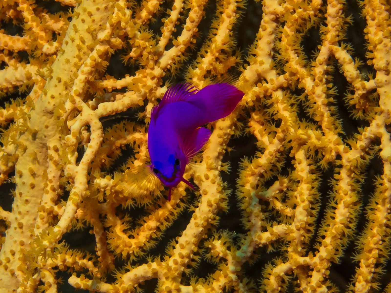 Pseudochromis-Fridmani 03