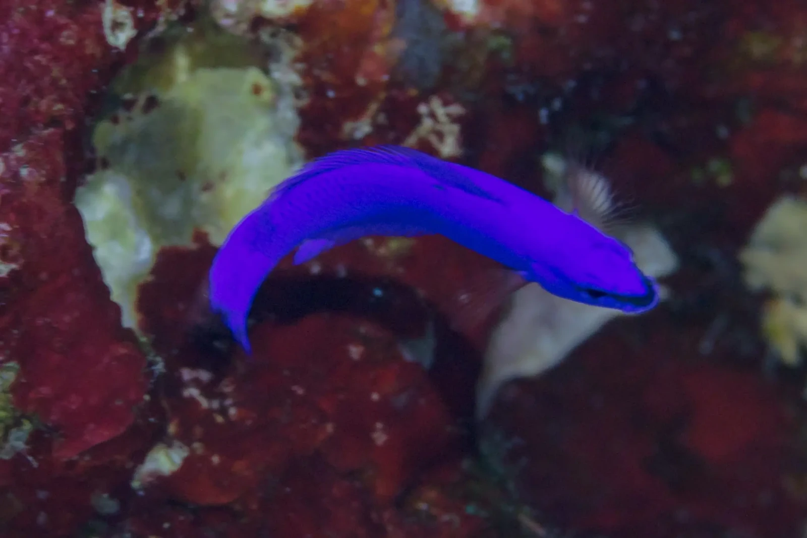 Pseudochromis-Fridmani 04