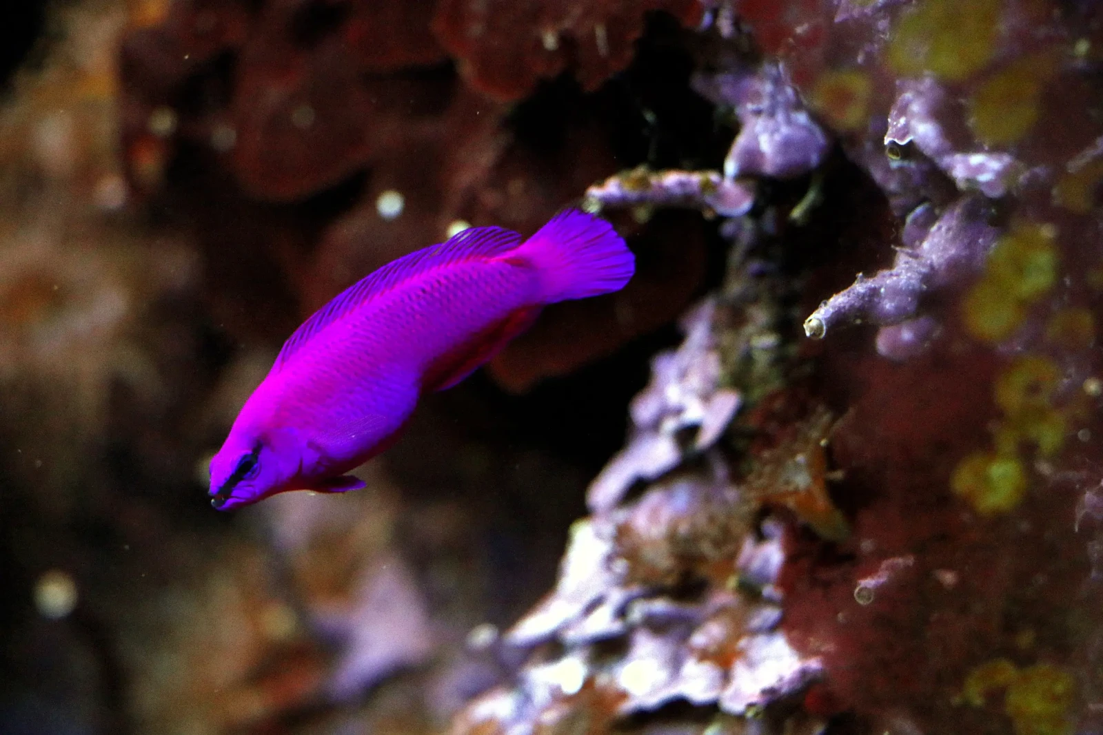 Pseudochromis-Fridmani 05