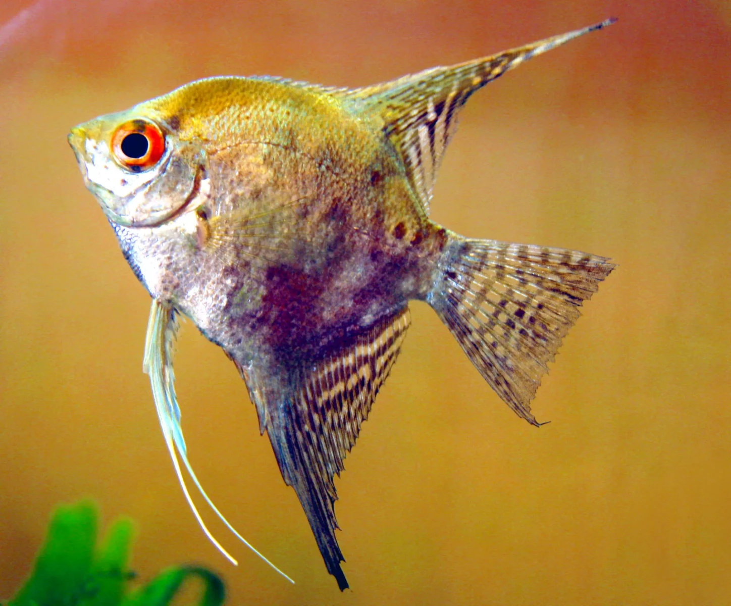 Pterophyllum-Scalare 01