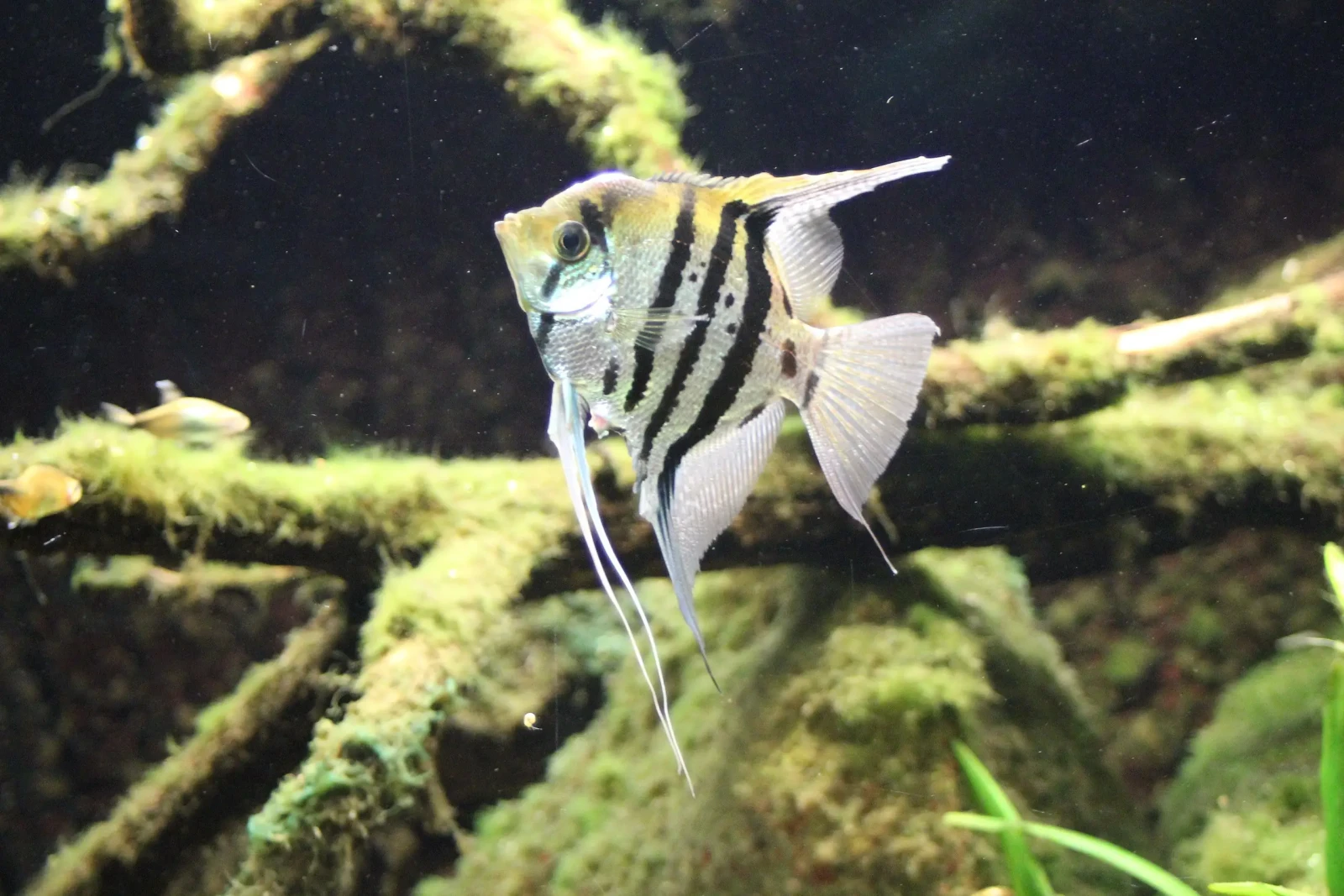 Pterophyllum-Scalare 02