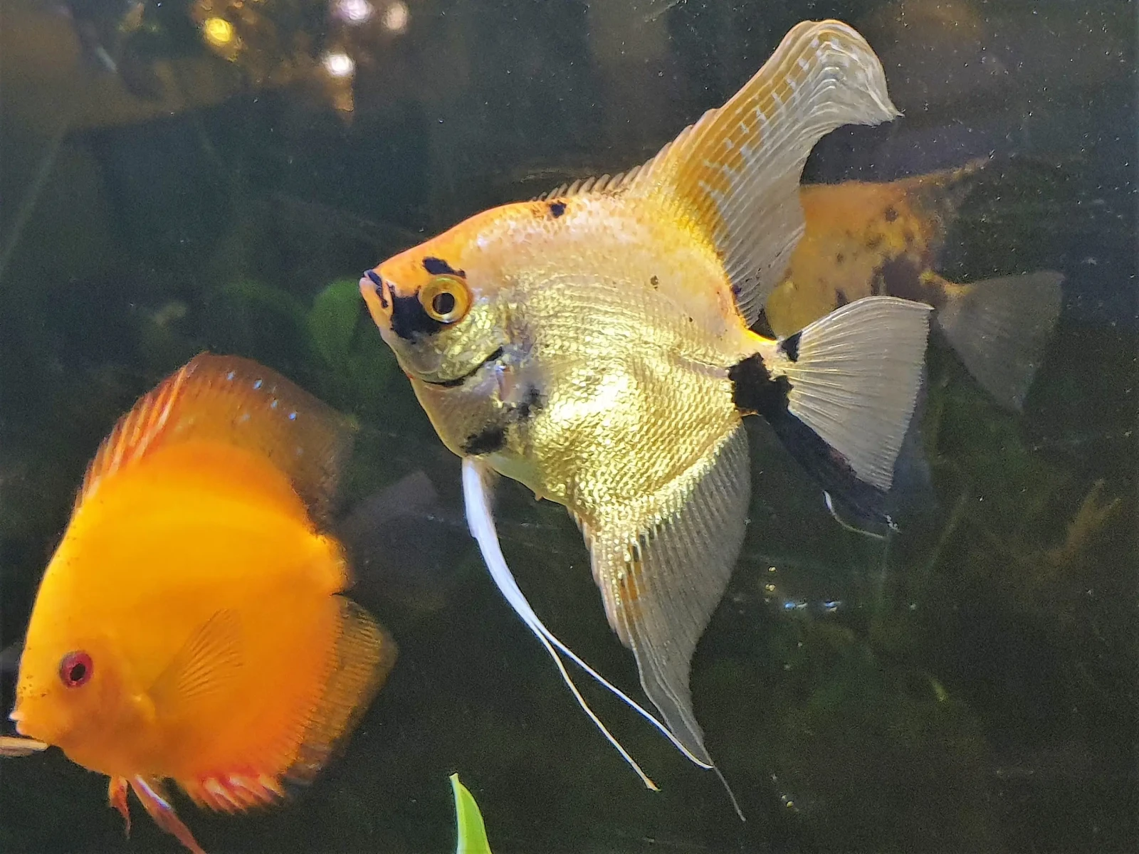 Pterophyllum-Scalare 03
