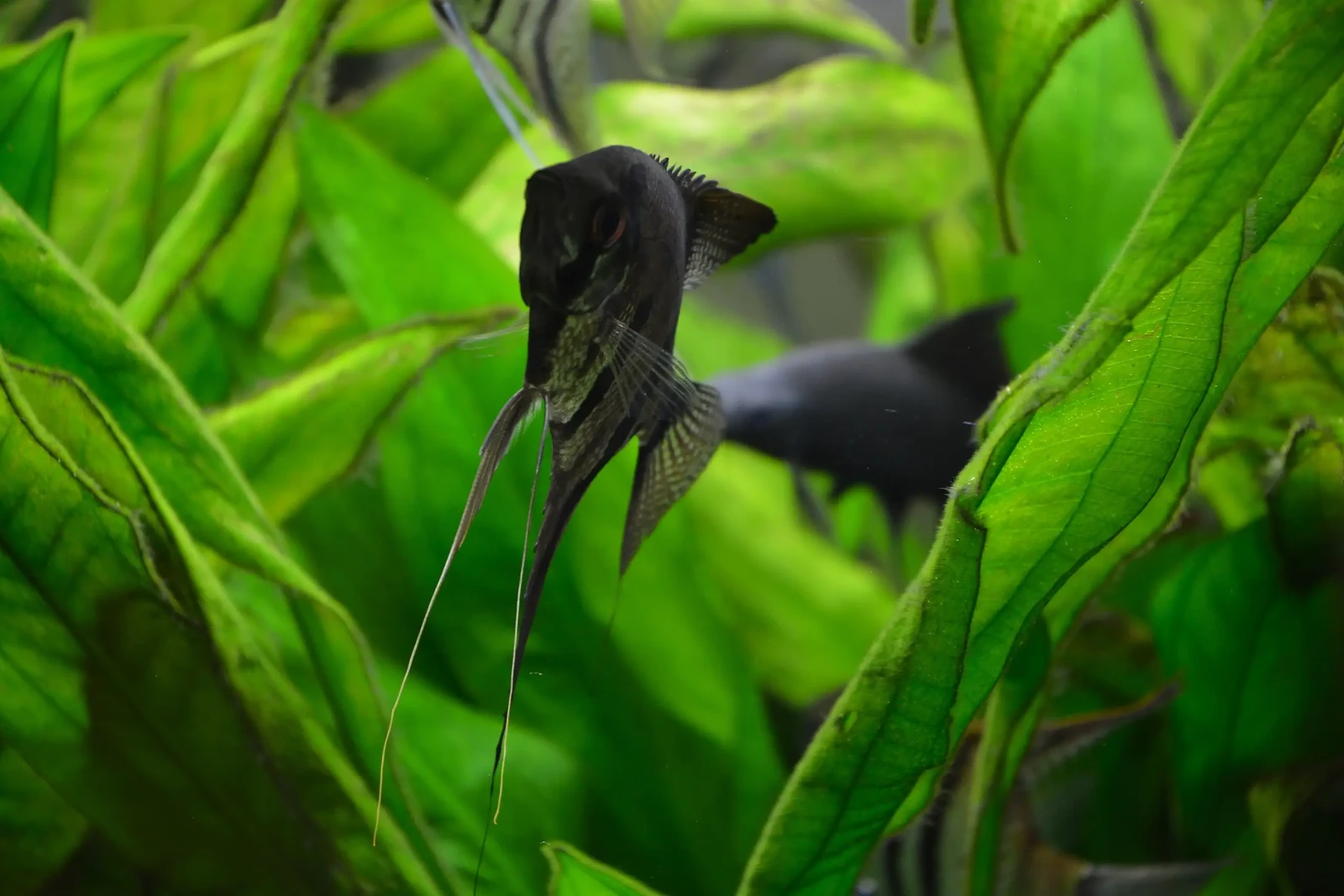 Pterophyllum-Scalare 04