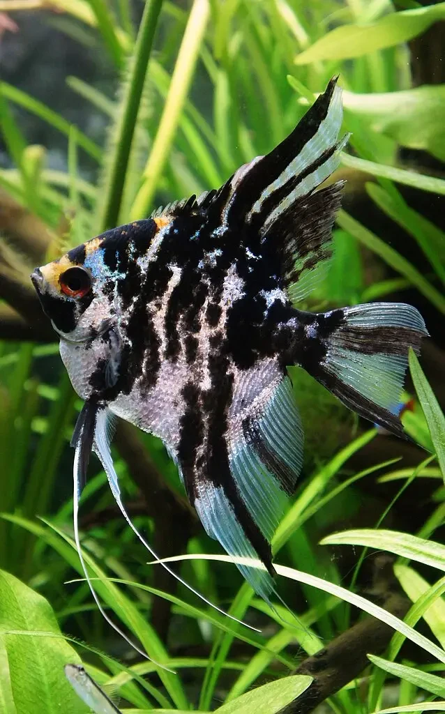 Pterophyllum-Scalare 05