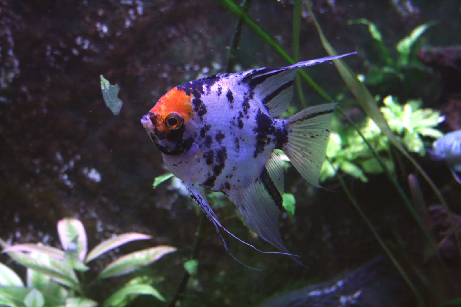 Pterophyllum-Scalare 06