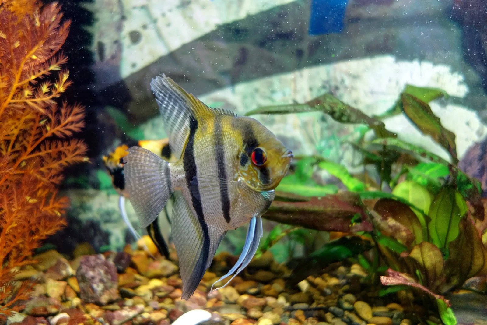 Pterophyllum-Scalare 07