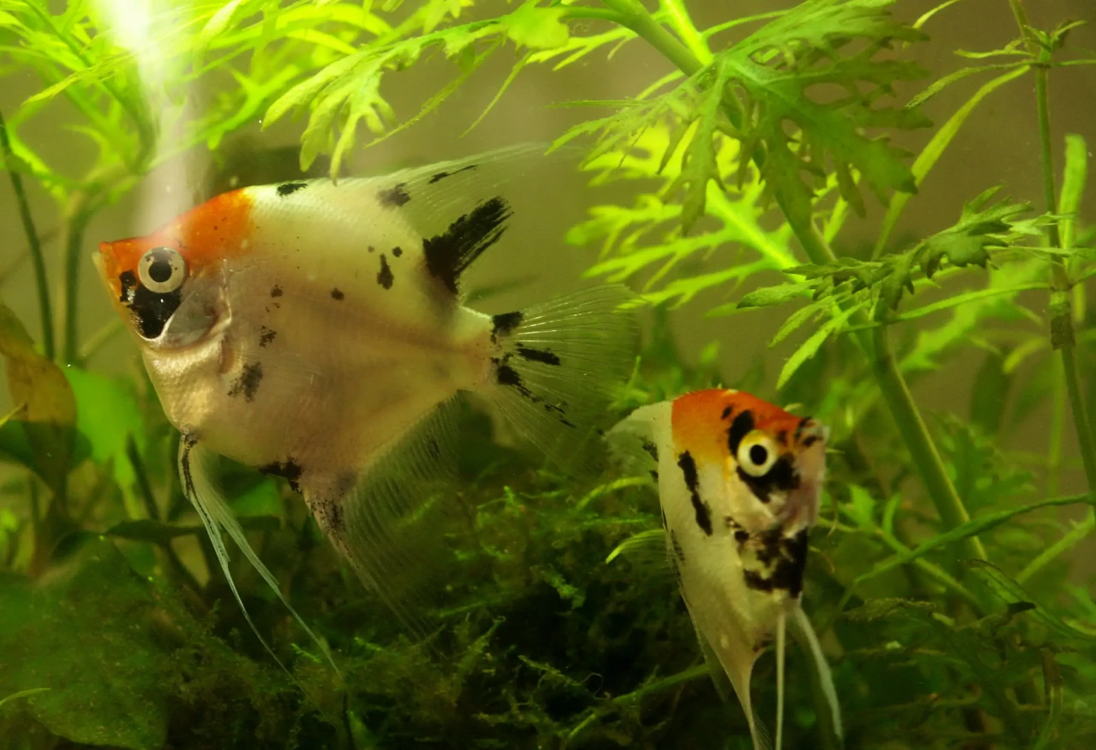 Pterophyllum-Scalare 08