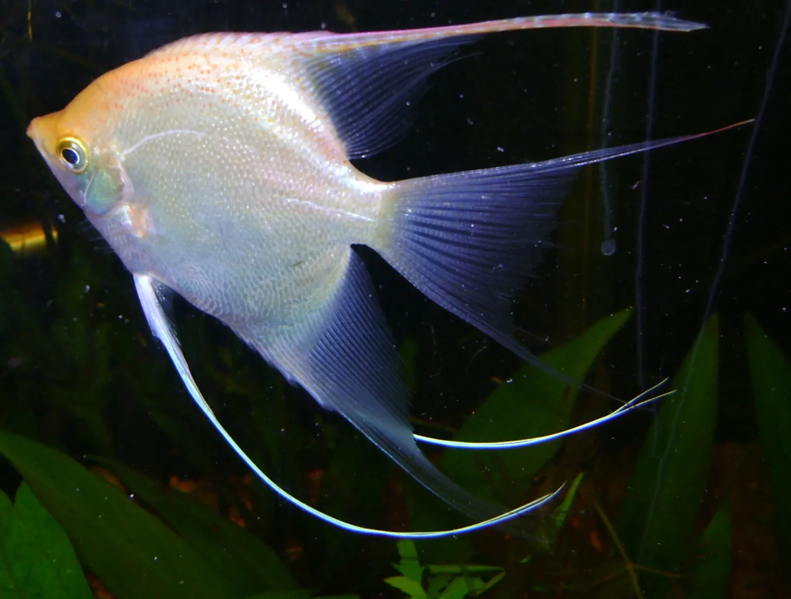 Pterophyllum-Scalare 09