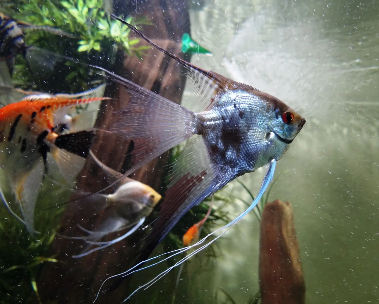 Pterophyllum-Scalare 10