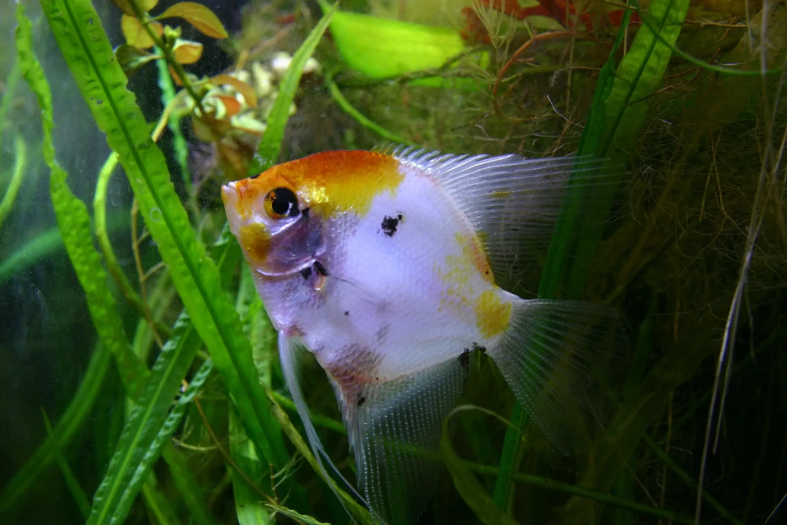 Pterophyllum-Scalare 11