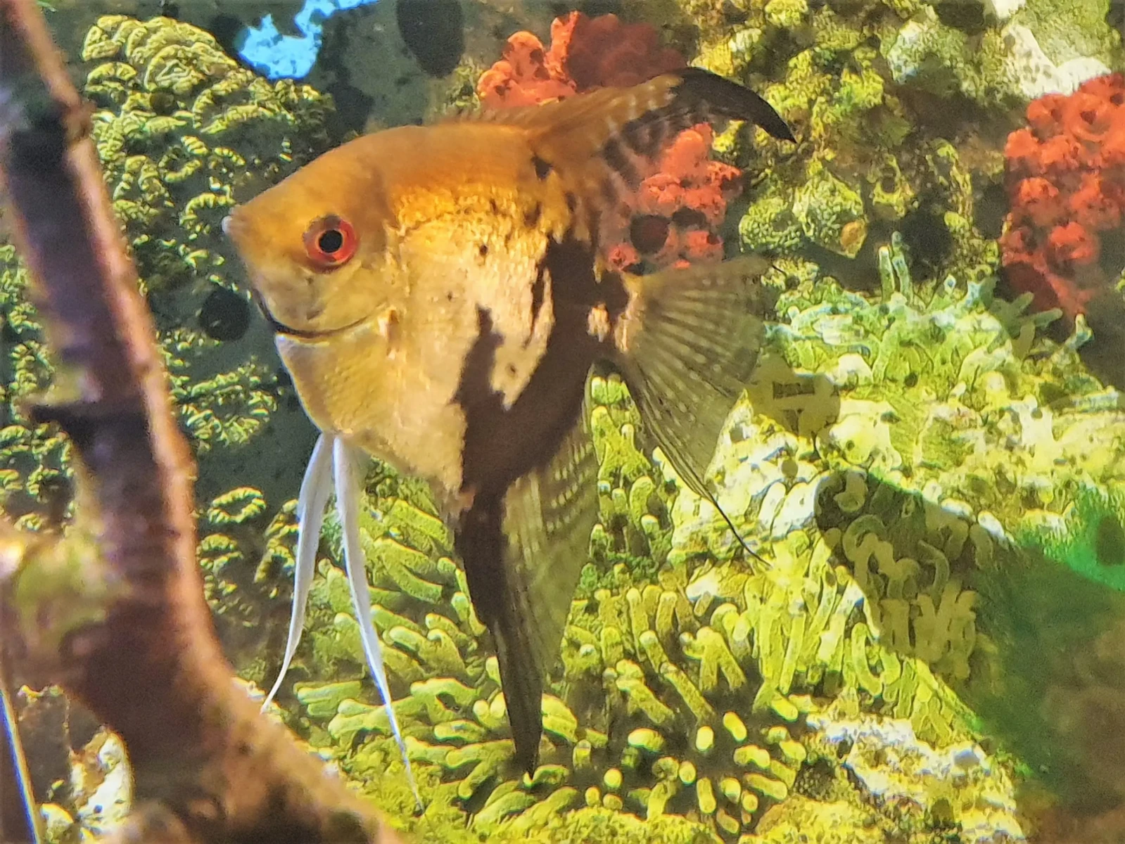 Pterophyllum-Scalare 12