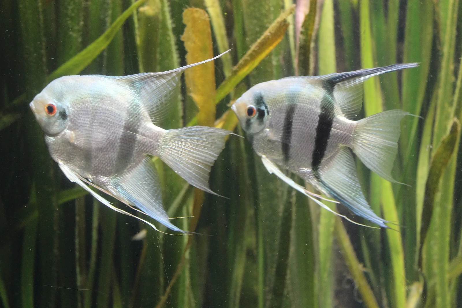 Pterophyllum-Scalare 13