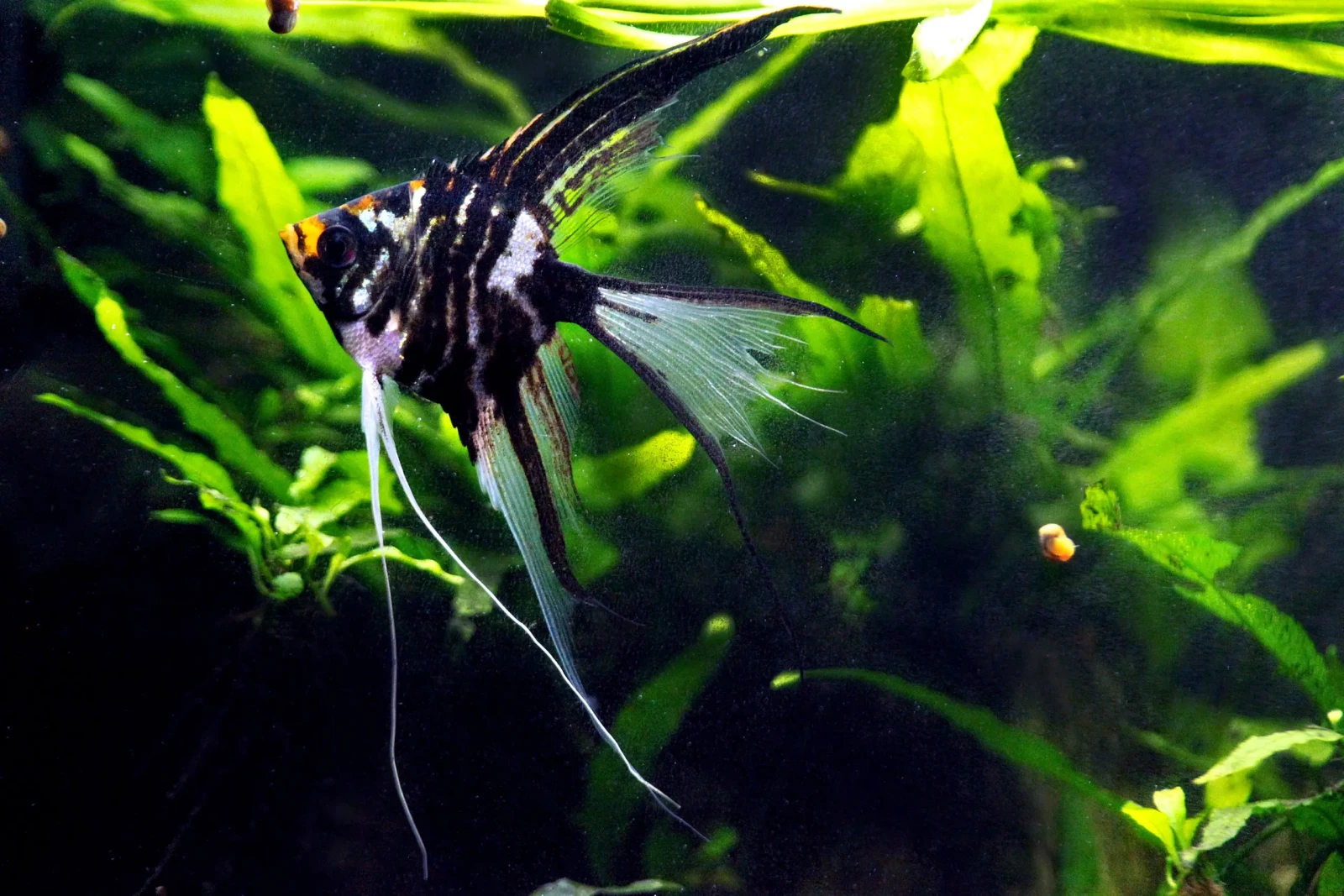 Pterophyllum-Scalare 14