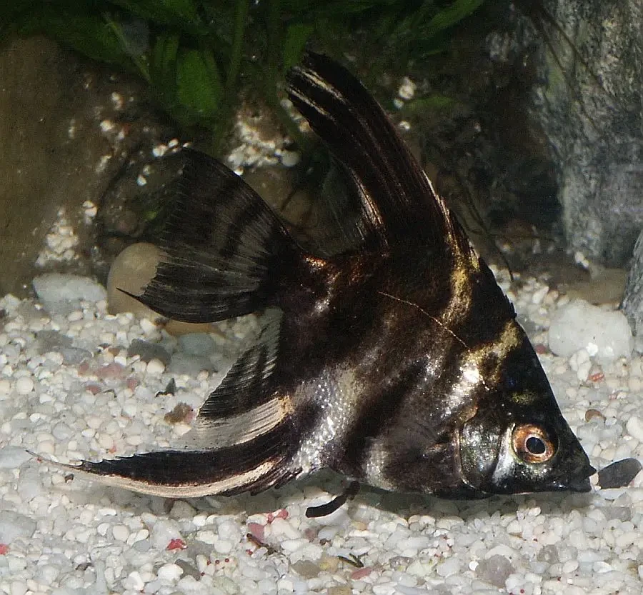 Pterophyllum-Scalare 15