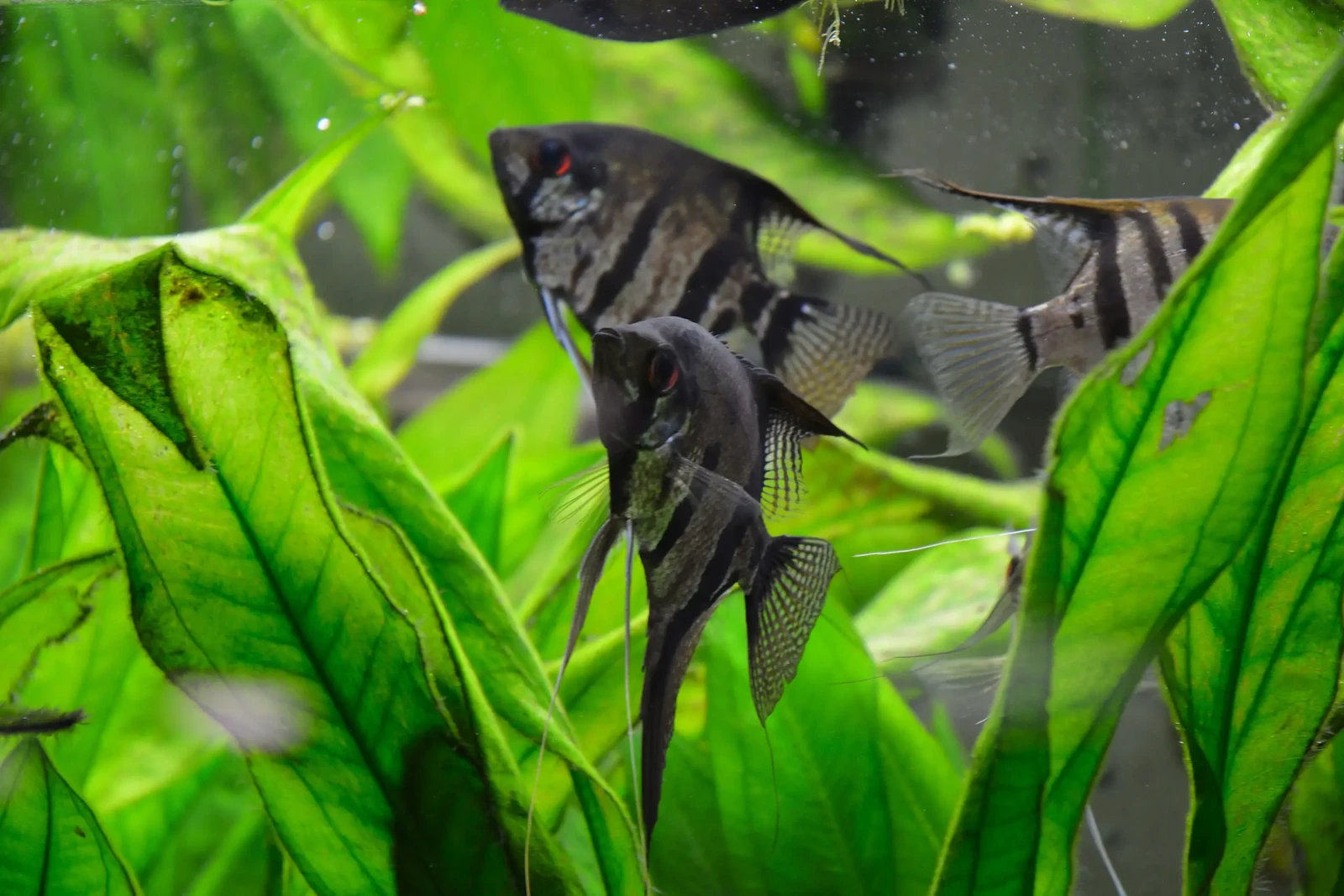 Pterophyllum-Scalare 16