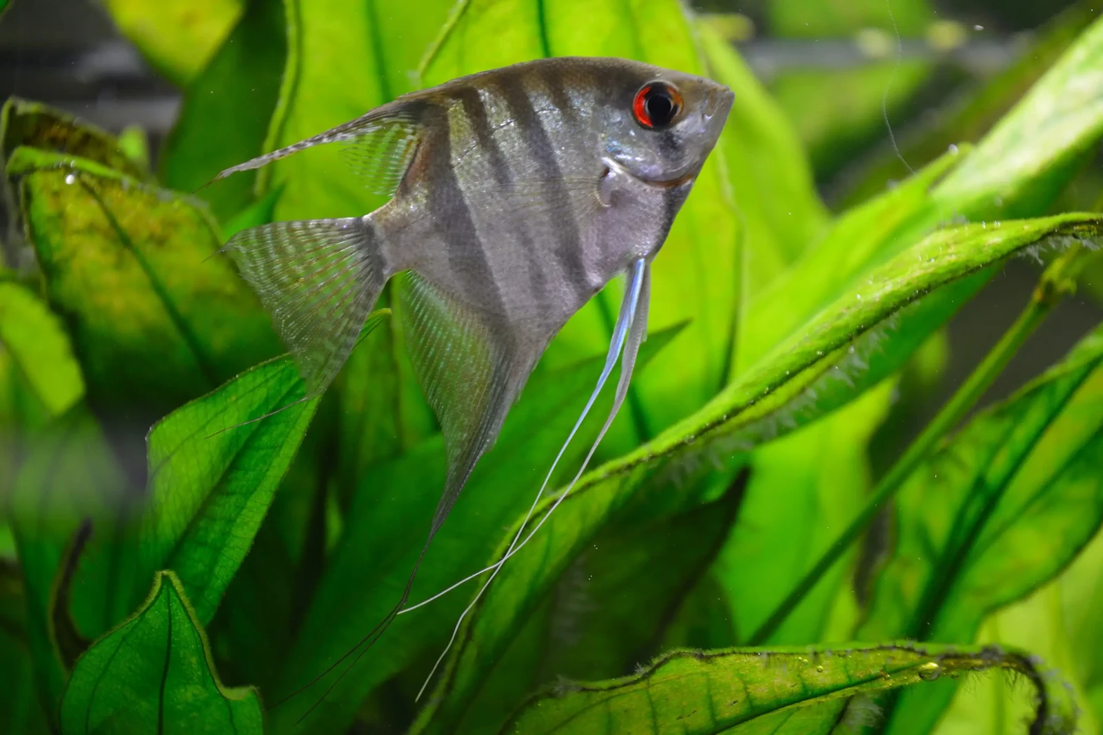 Pterophyllum-Scalare 17