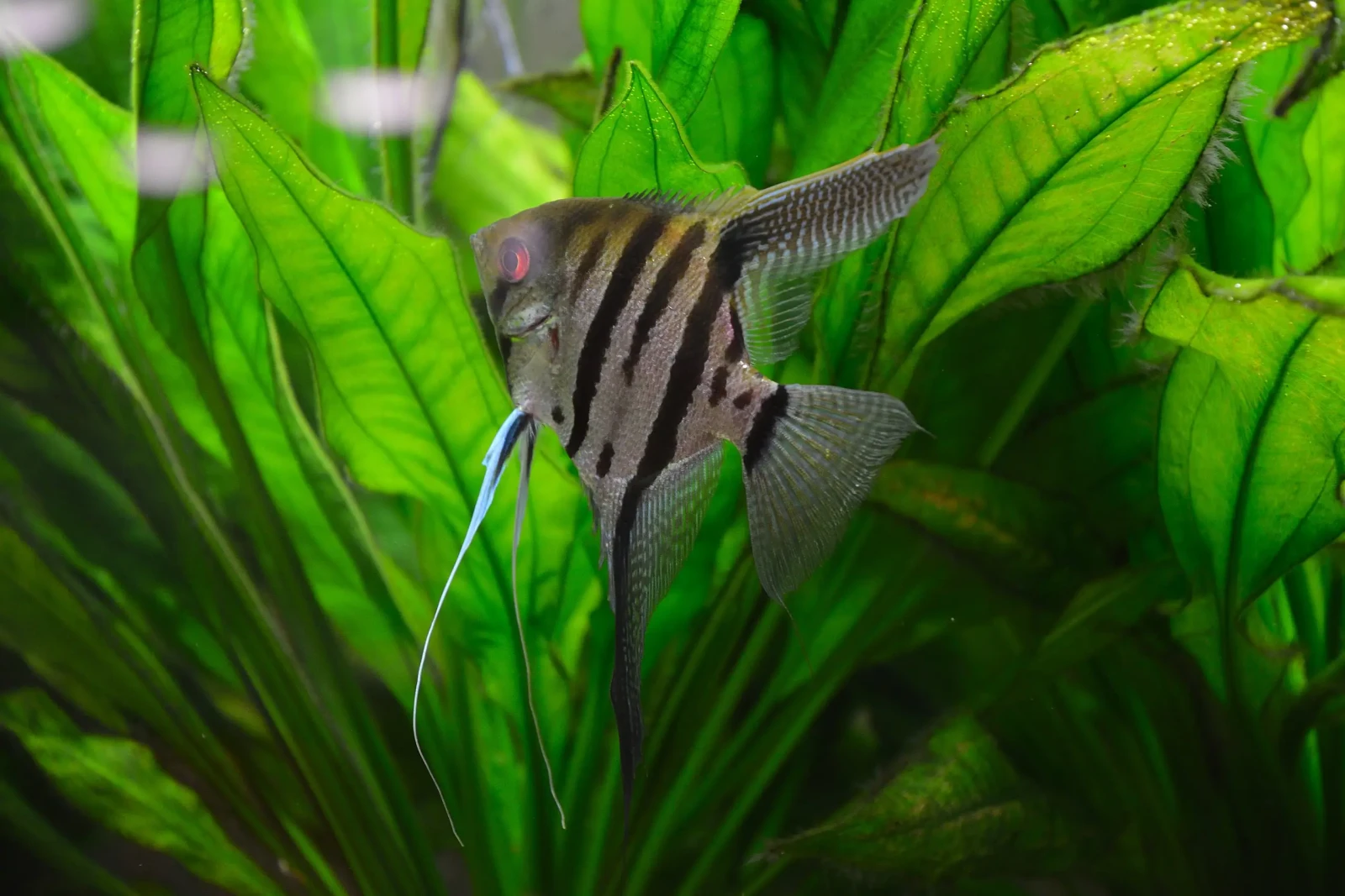 Pterophyllum-Scalare 18