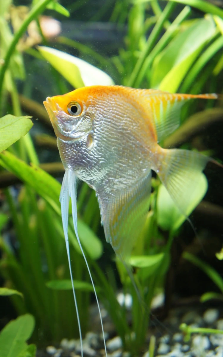 Pterophyllum-Scalare 19