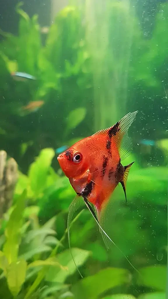 Pterophyllum-Scalare 20