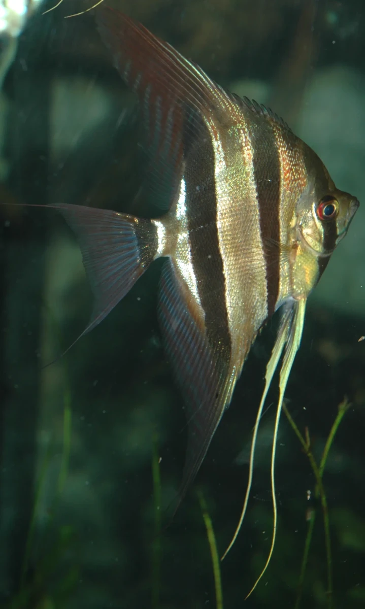 Pterophyllum-Scalare 21