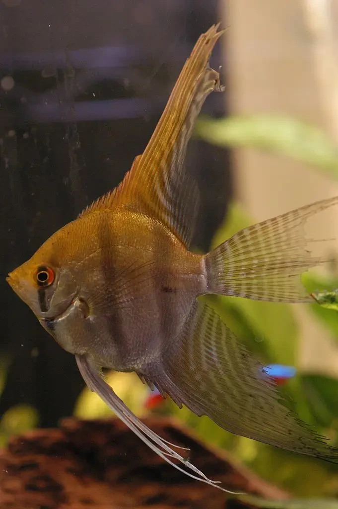 Pterophyllum-Scalare 22