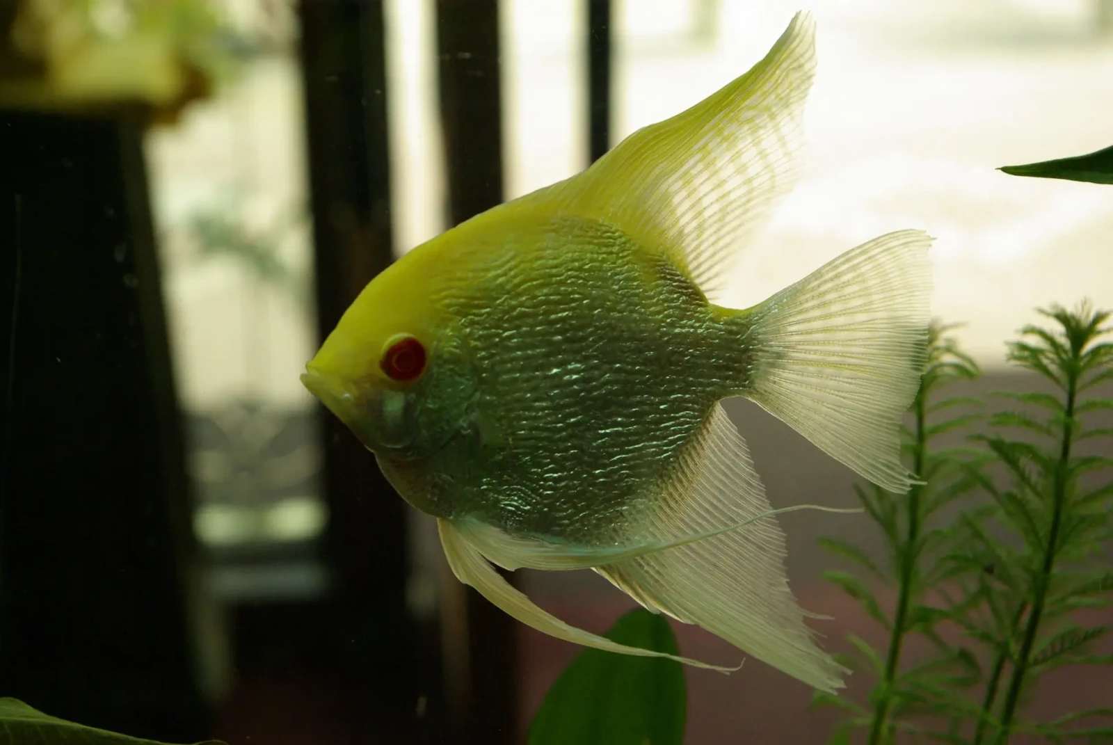 Pterophyllum-Scalare 23