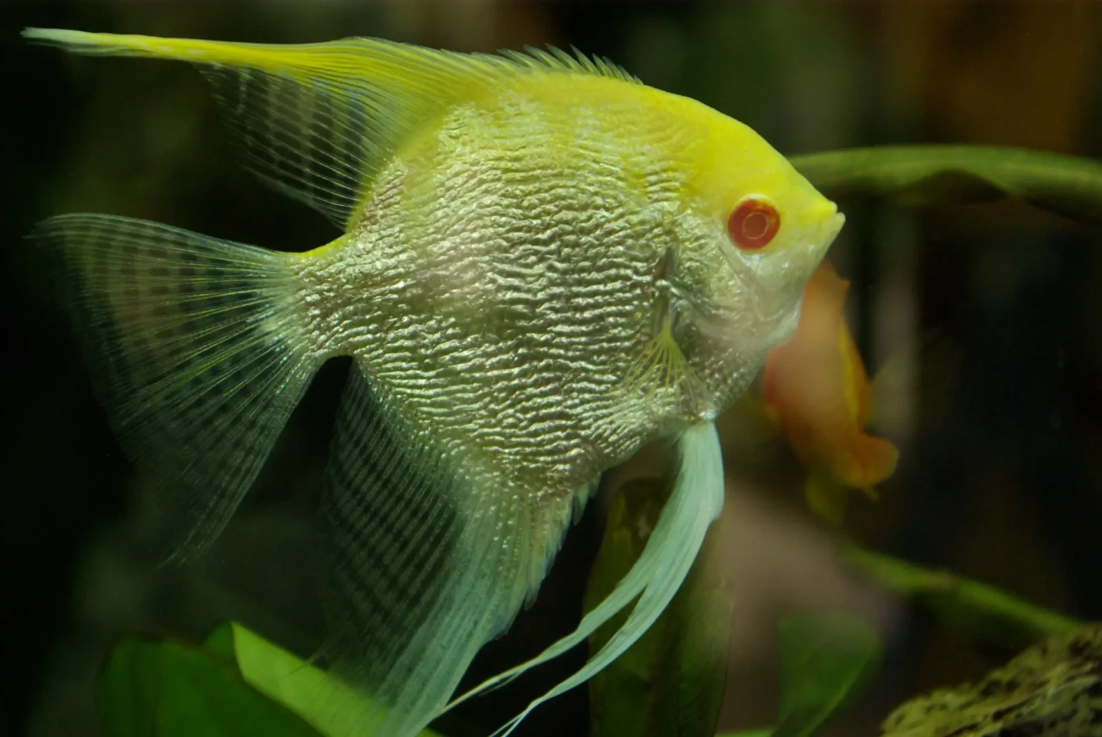 Pterophyllum-Scalare 24
