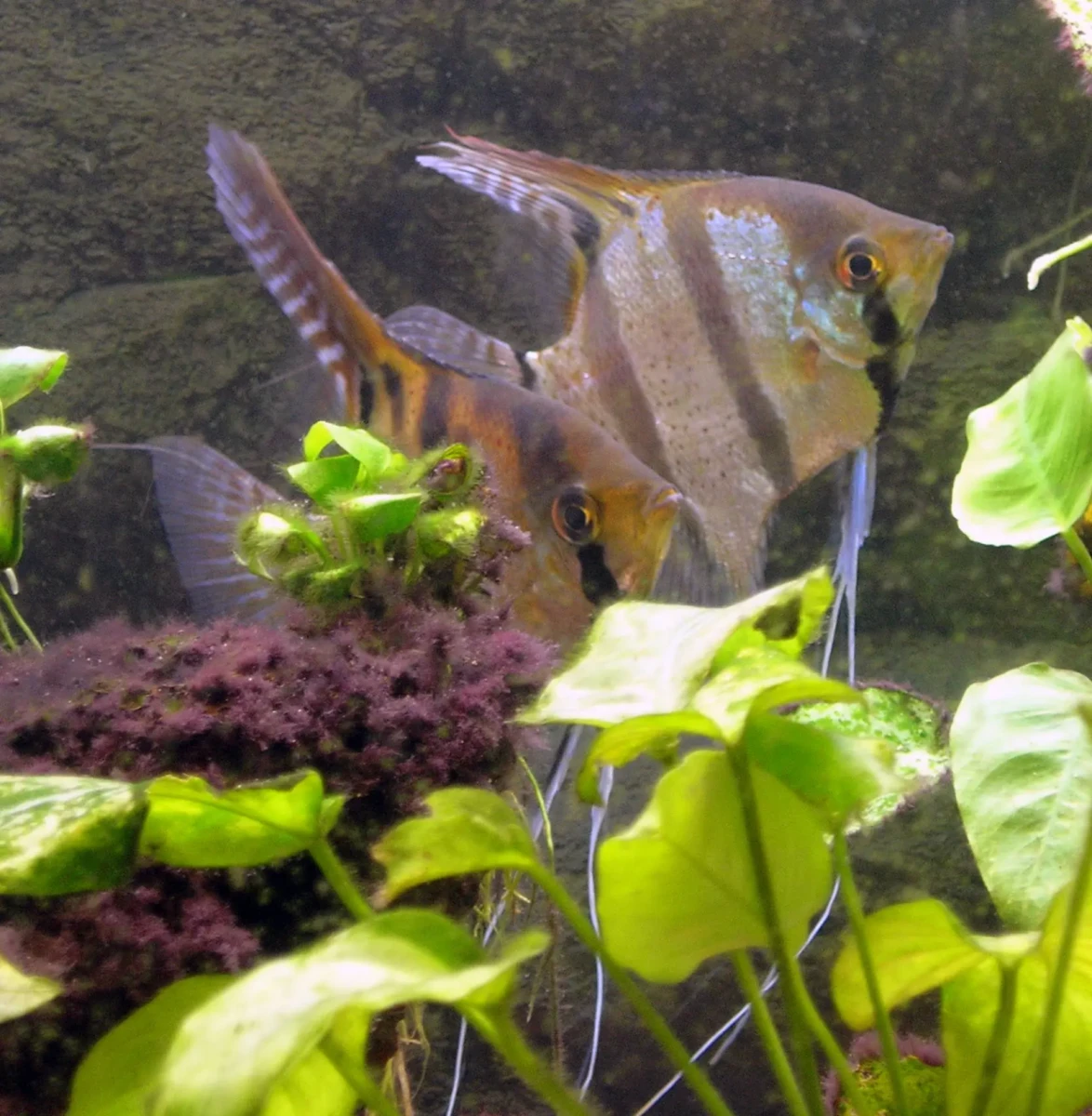 Pterophyllum-Scalare 25