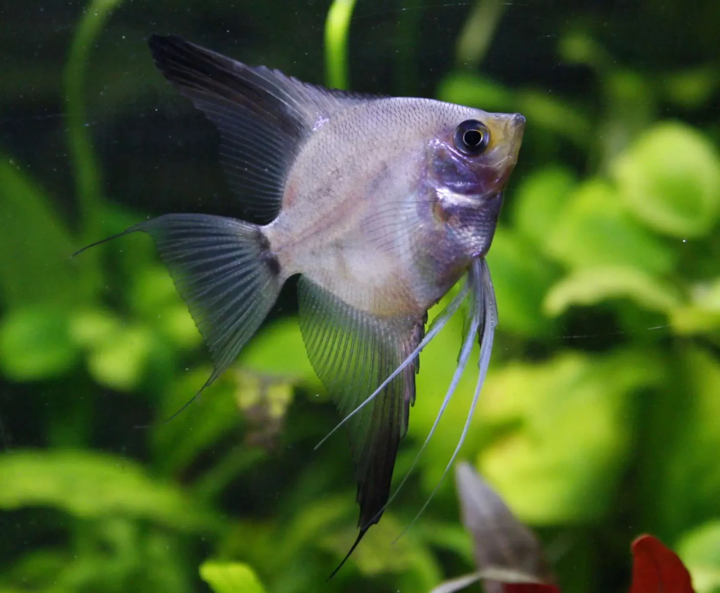 Pterophyllum-Scalare 26