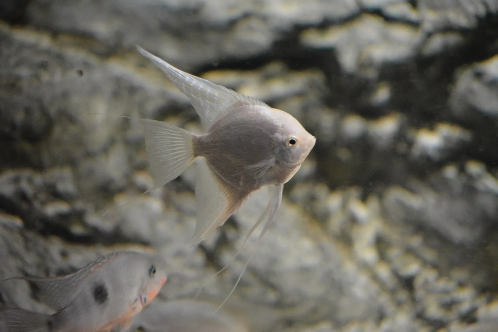 Pterophyllum-Scalare 27
