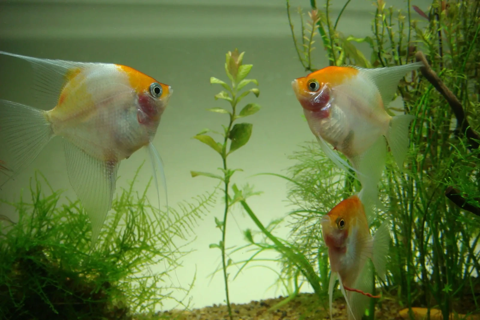 Pterophyllum-Scalare 28