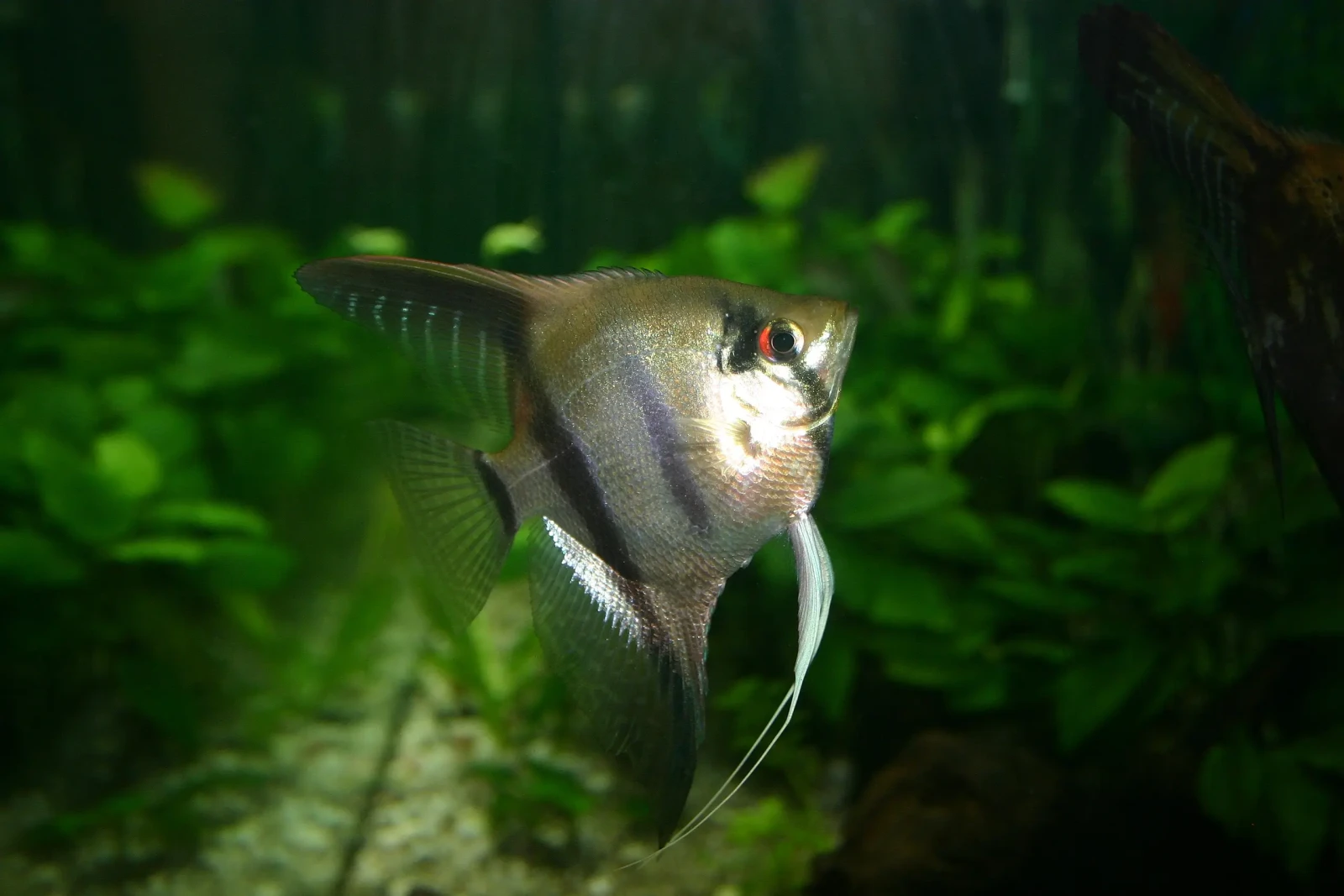 Pterophyllum-Scalare 29
