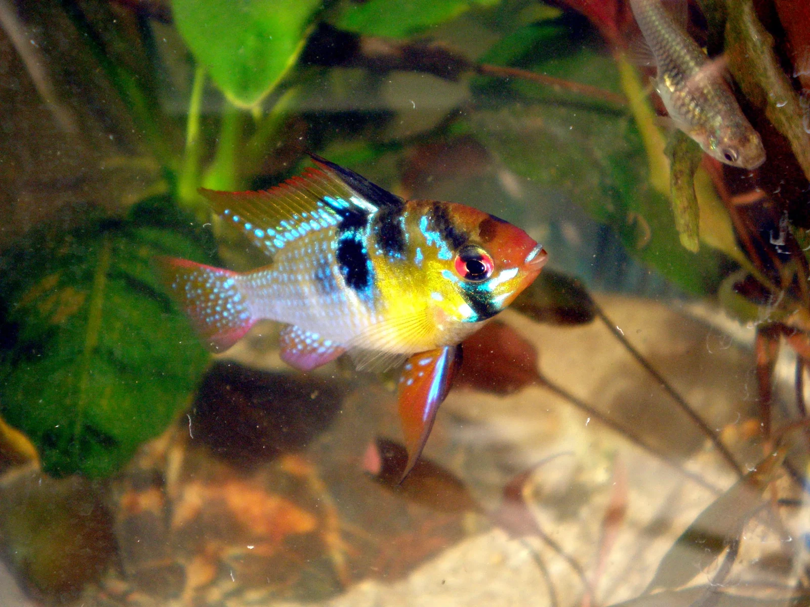 Ram-Cichlid 01