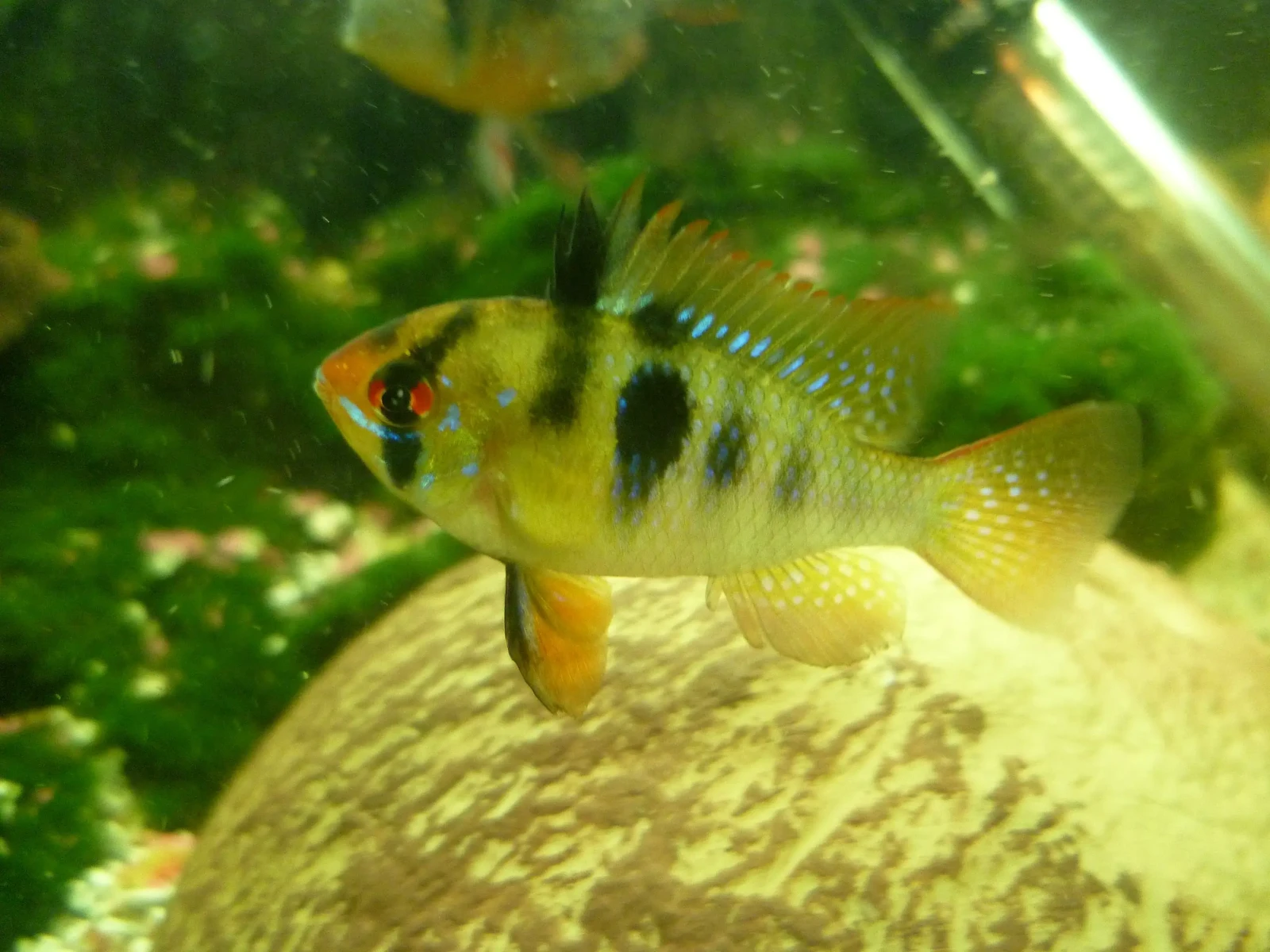 Ram-Cichlid 02
