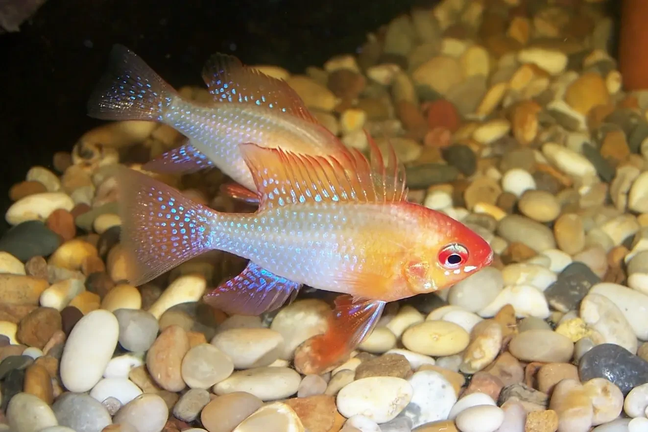 Ram-Cichlid 03