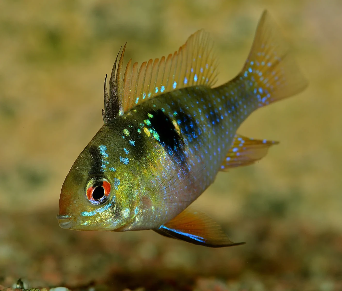 Ram-Cichlid 04