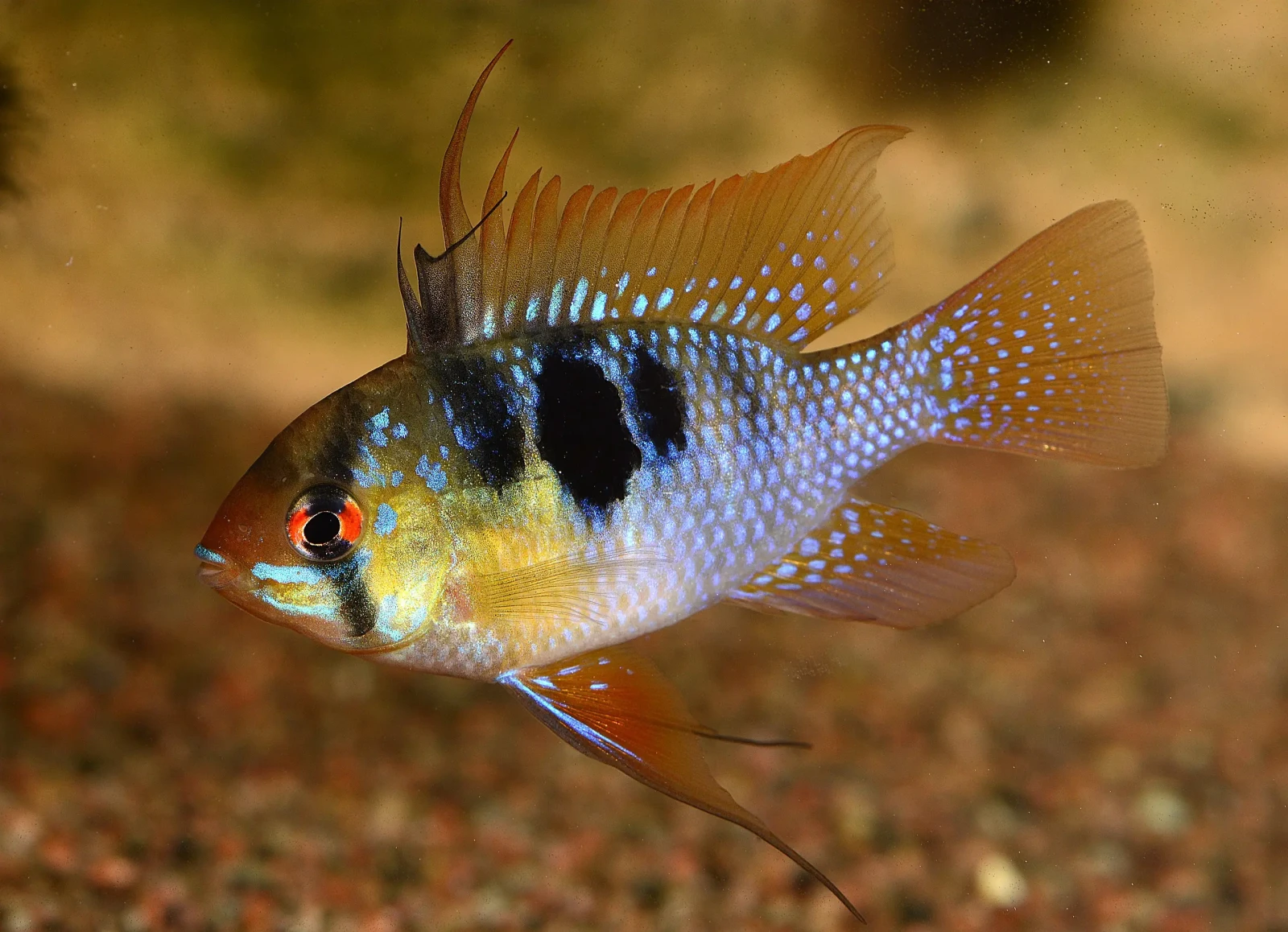 Ram-Cichlid 05