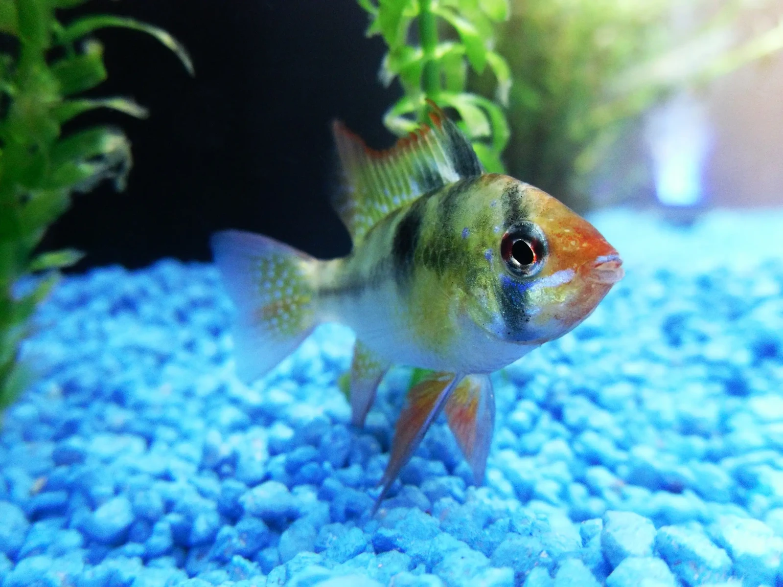 Ram-Cichlid 06
