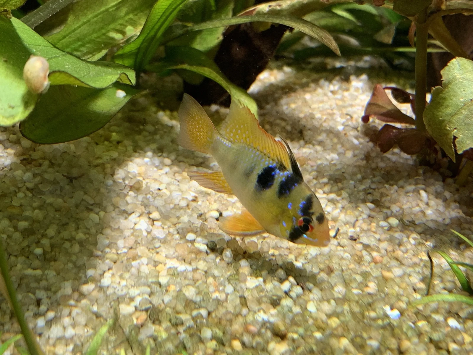 Ram-Cichlid 07