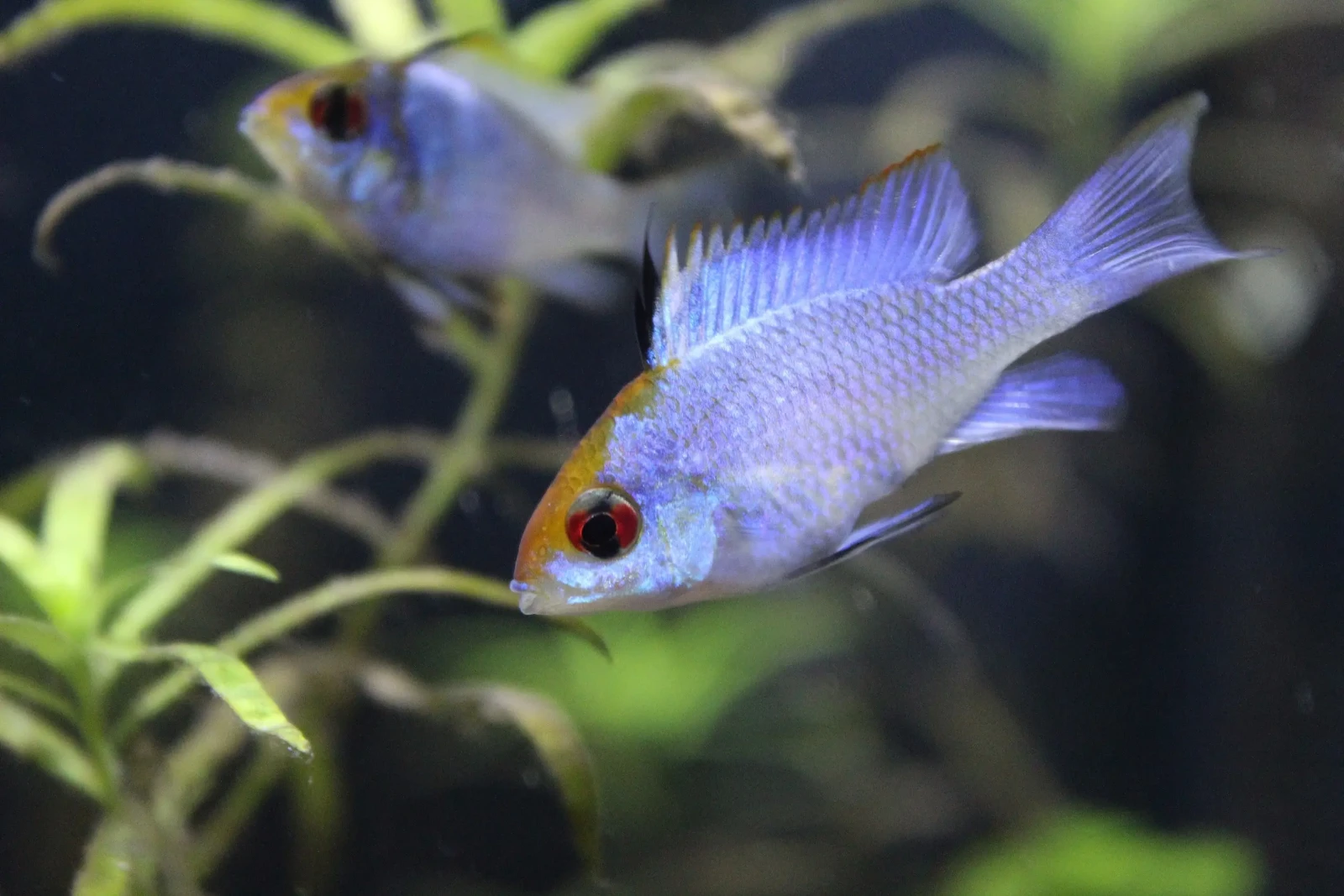 Ram-Cichlid 08